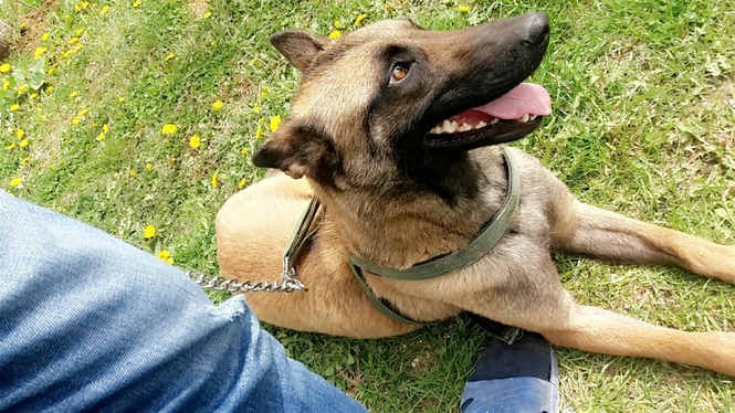 Malinois