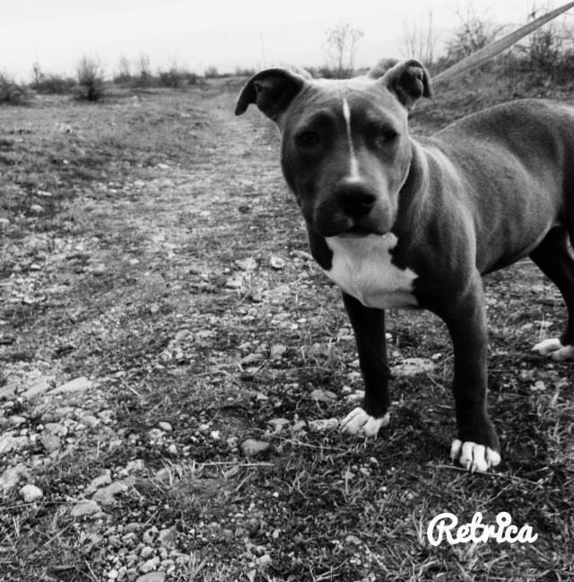 PitBull