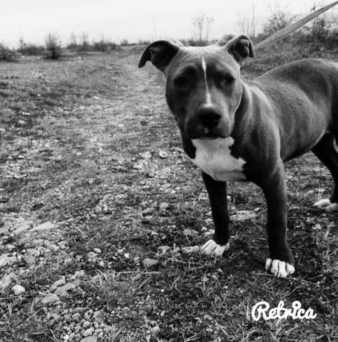 PitBull