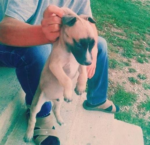 Pitbull