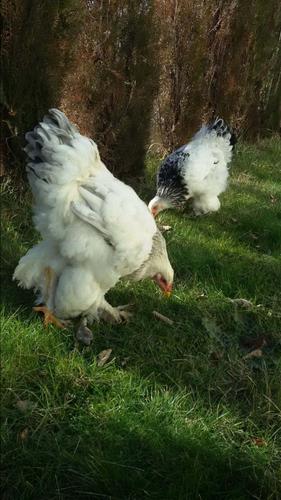 Brahma Light Blue