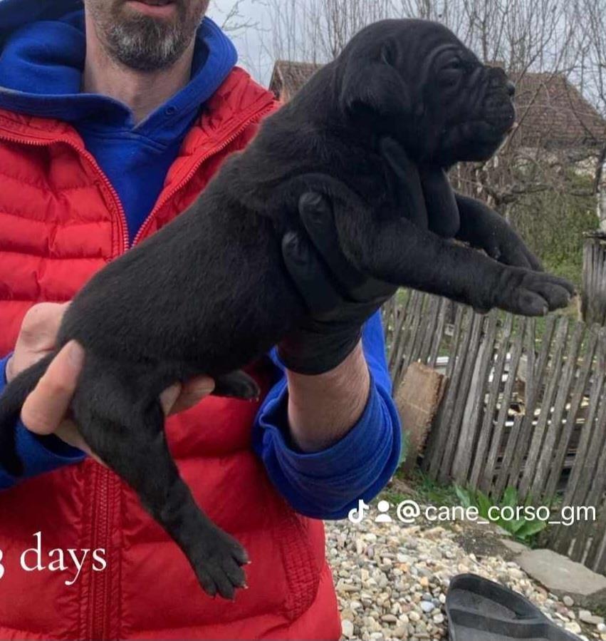 Cane-corso