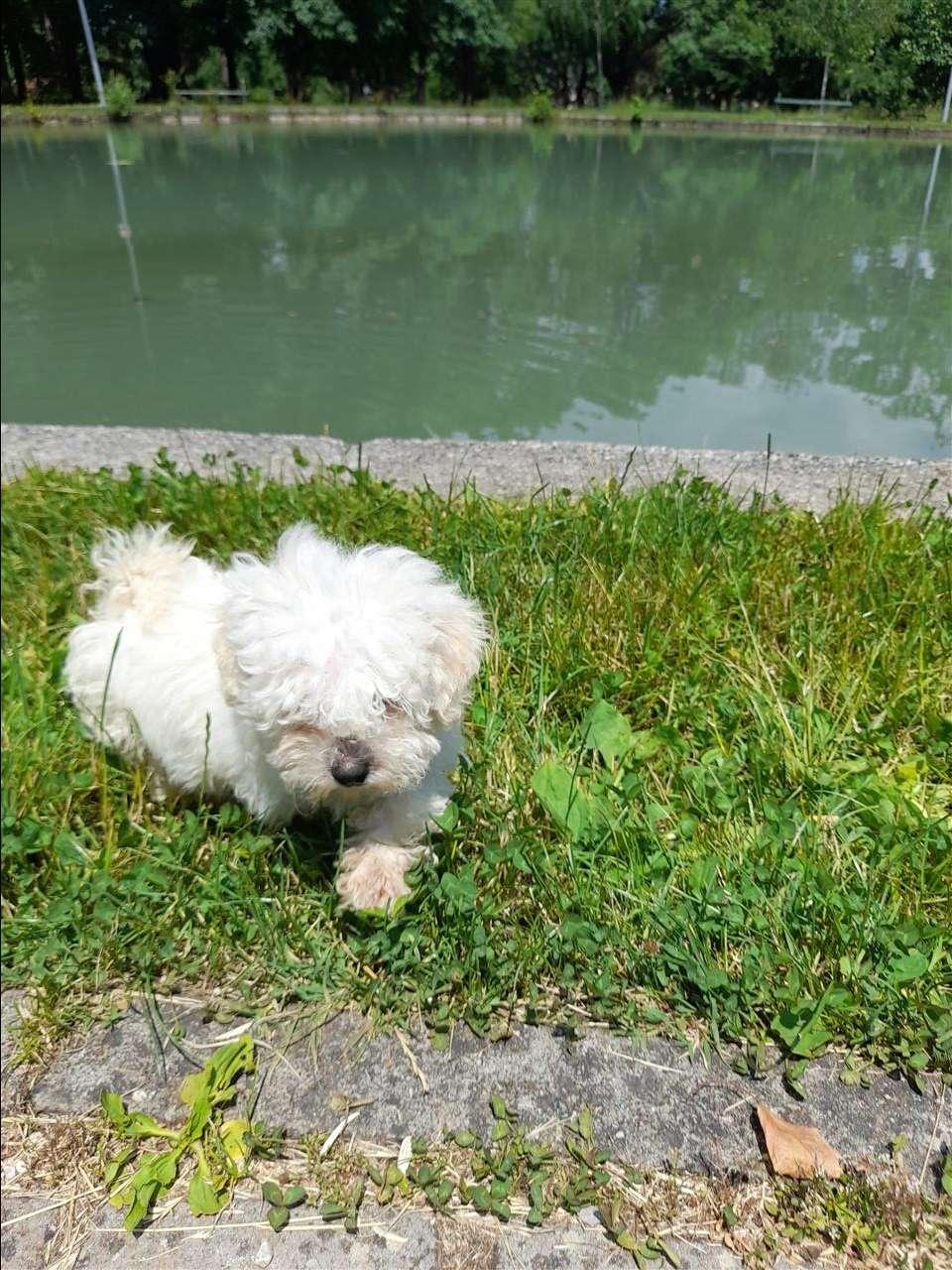 Bichon-frese