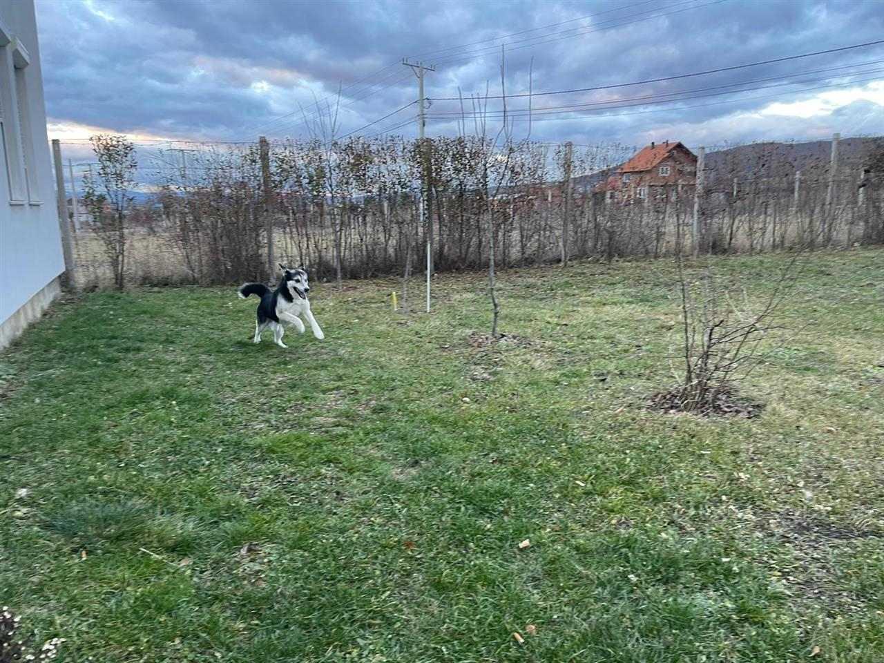 Hasky