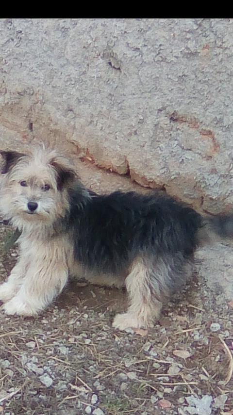 Bubi