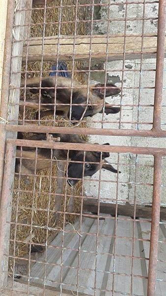 Klysh-malinois-