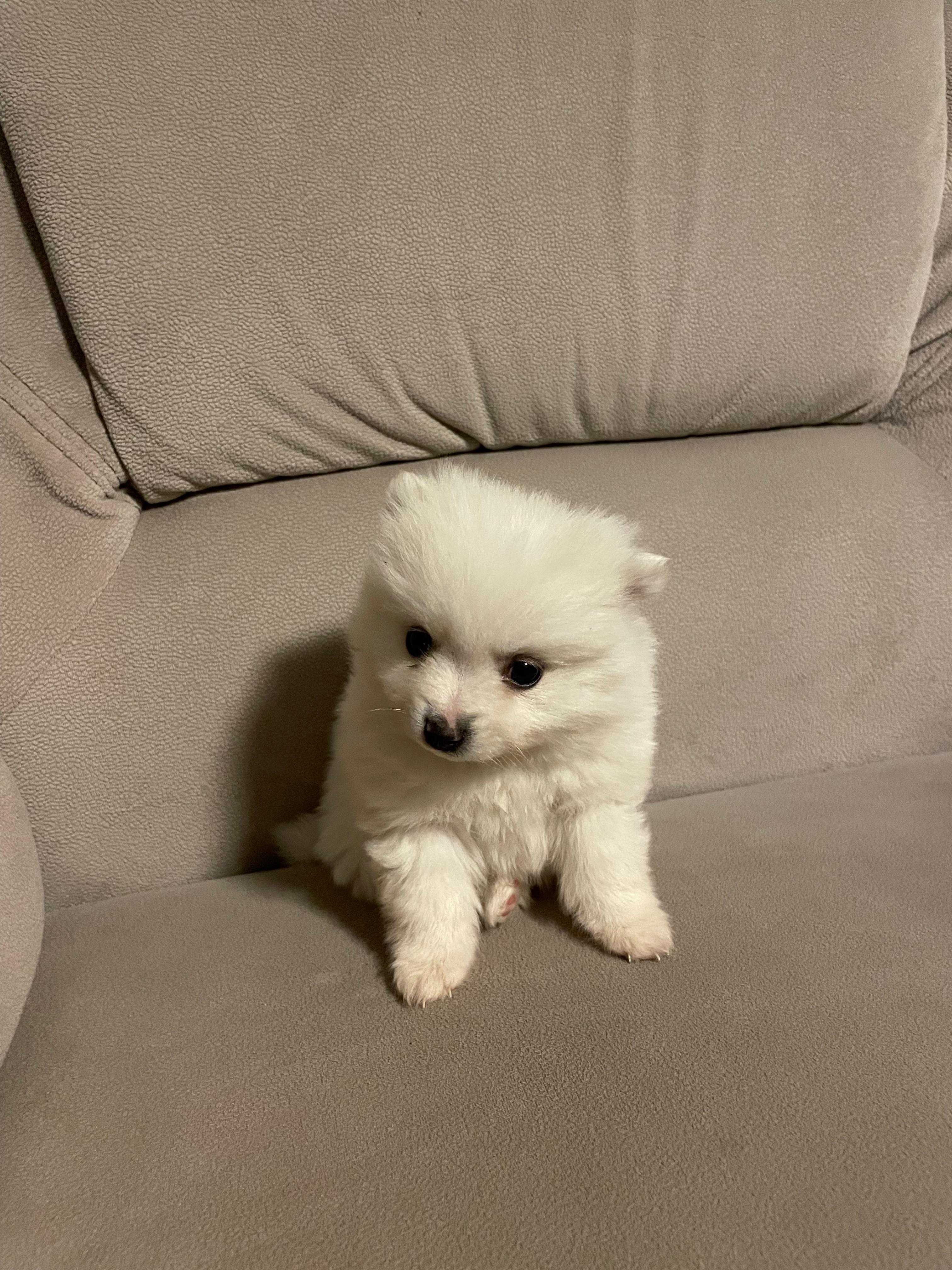 Mini-Spitz