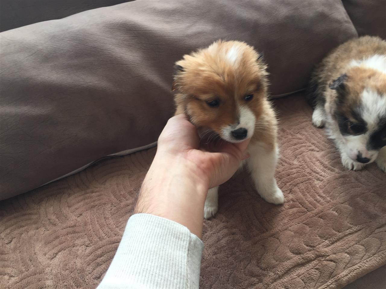 Buba