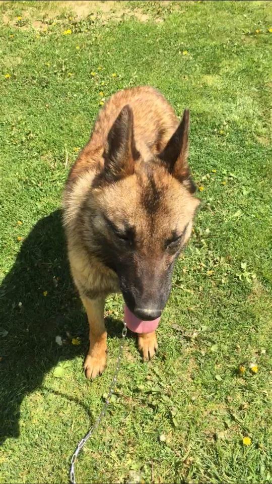 Belgian-malinois