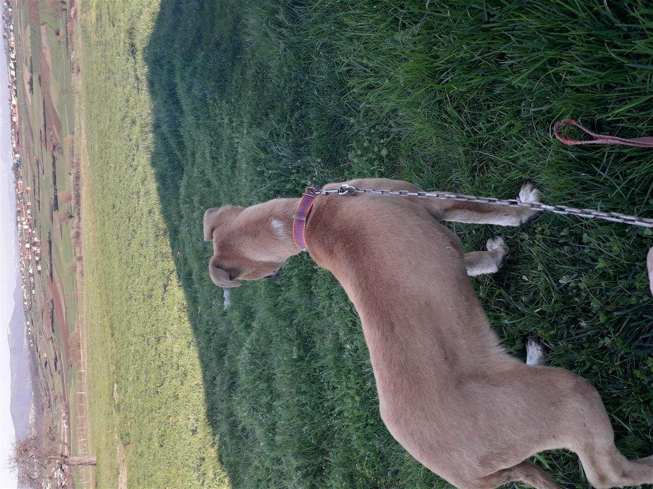 Pitbull
