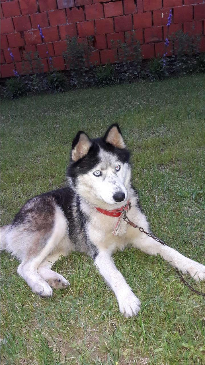 Husky