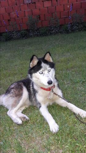 Husky