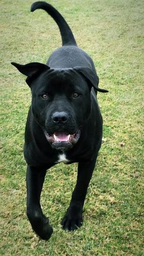 Pit Bull