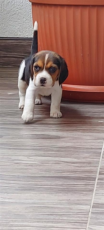 Beagle