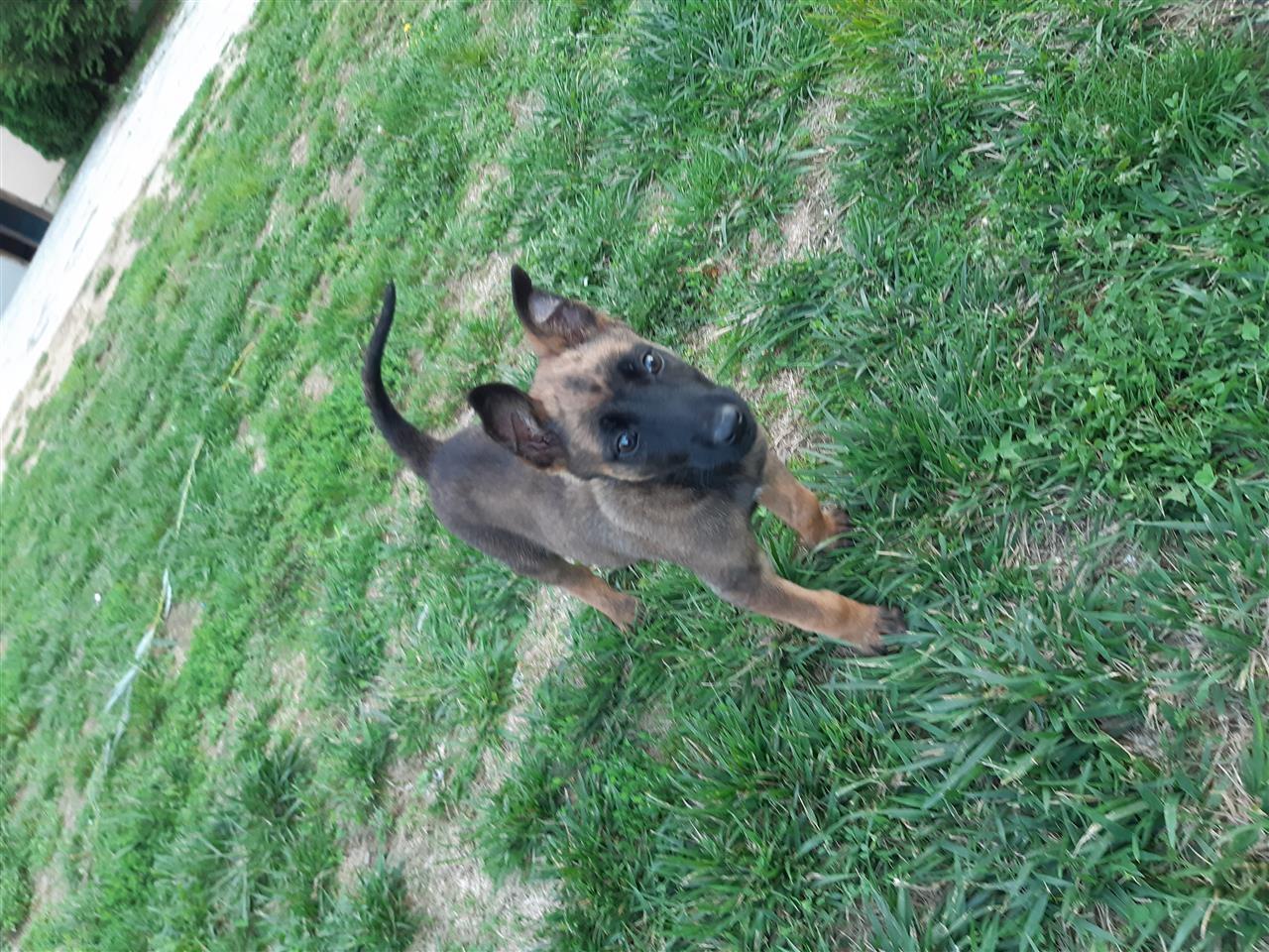 Malinois-bellg