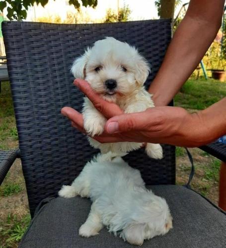Maltezer