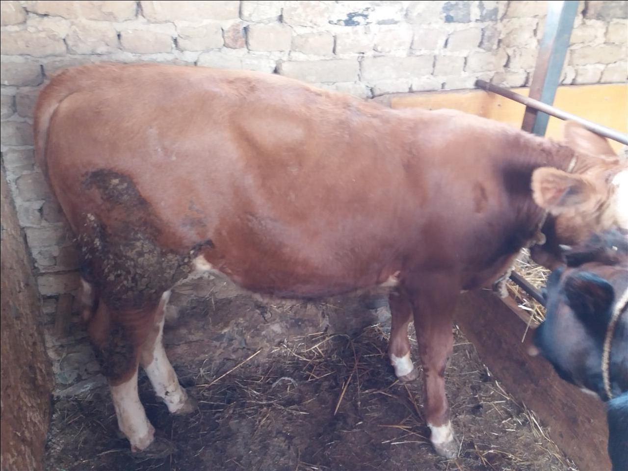 Viqat-