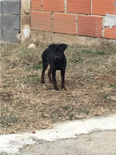 terrier