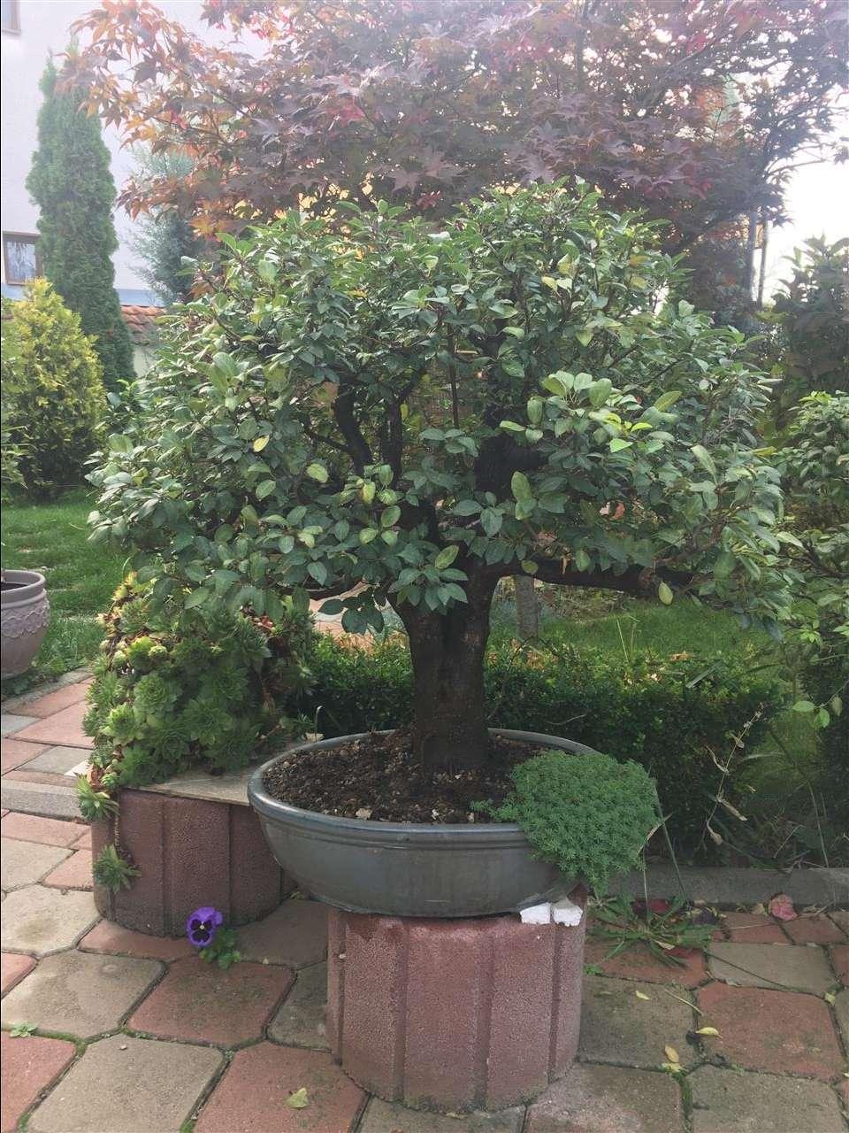 Bonsai