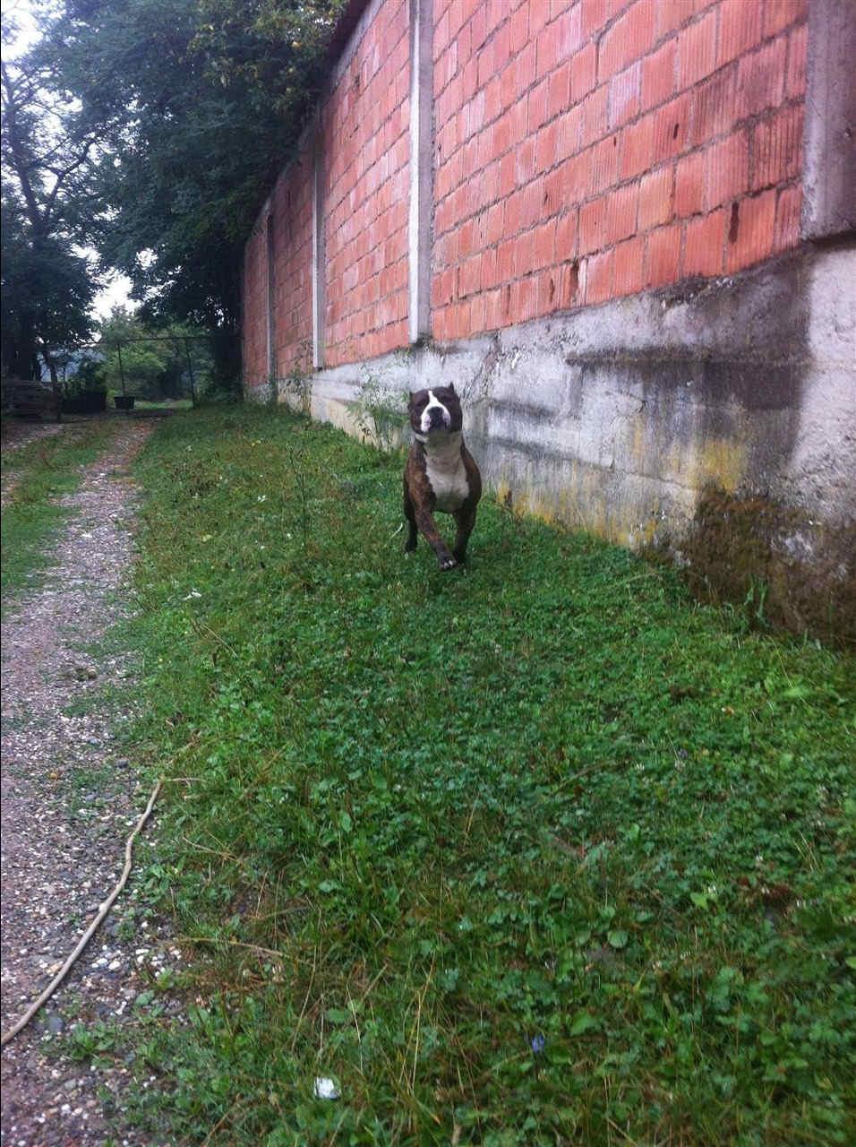 Pitbull