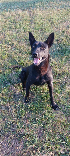 Malinois belgian 