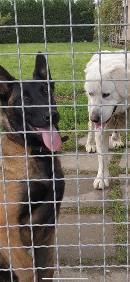 Belgian-malinois