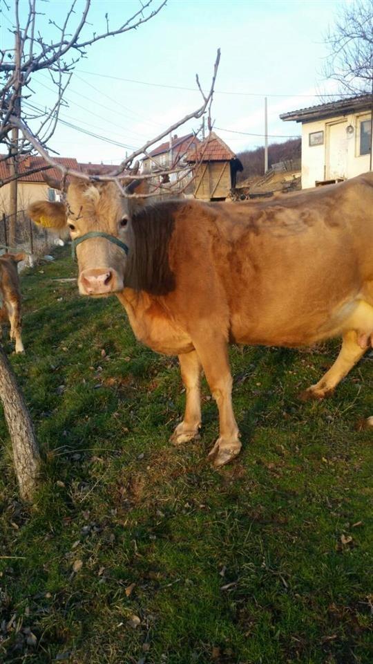 Lopa