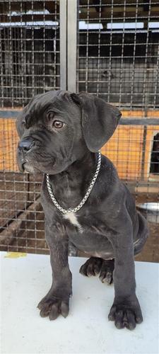 Cane Corso