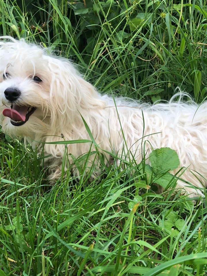 Maltezer