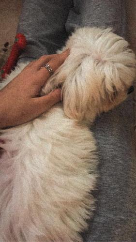 Shess Mini Maltese