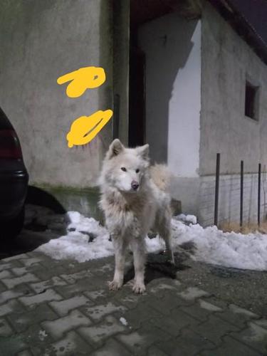 Samoyed