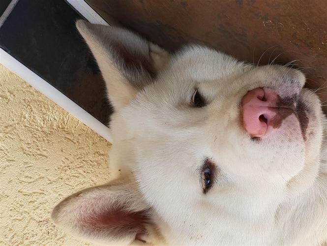 Simba