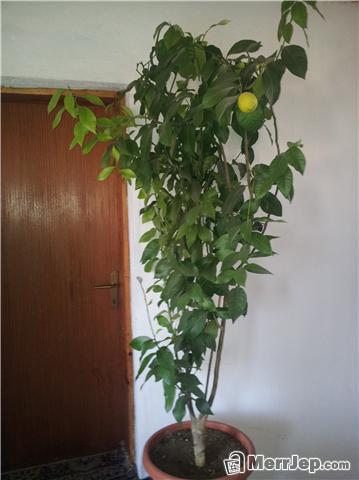 Limon