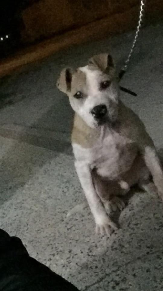Pitbull-