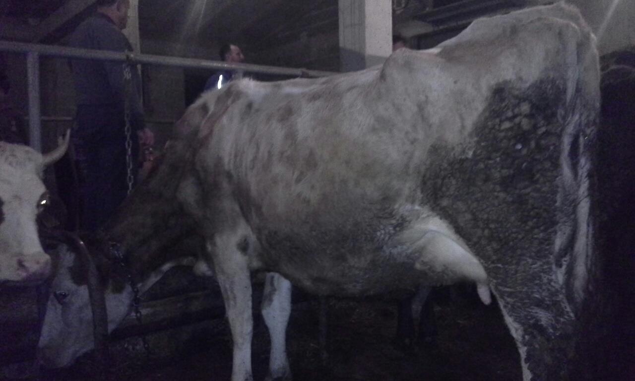 Shes-lopen-