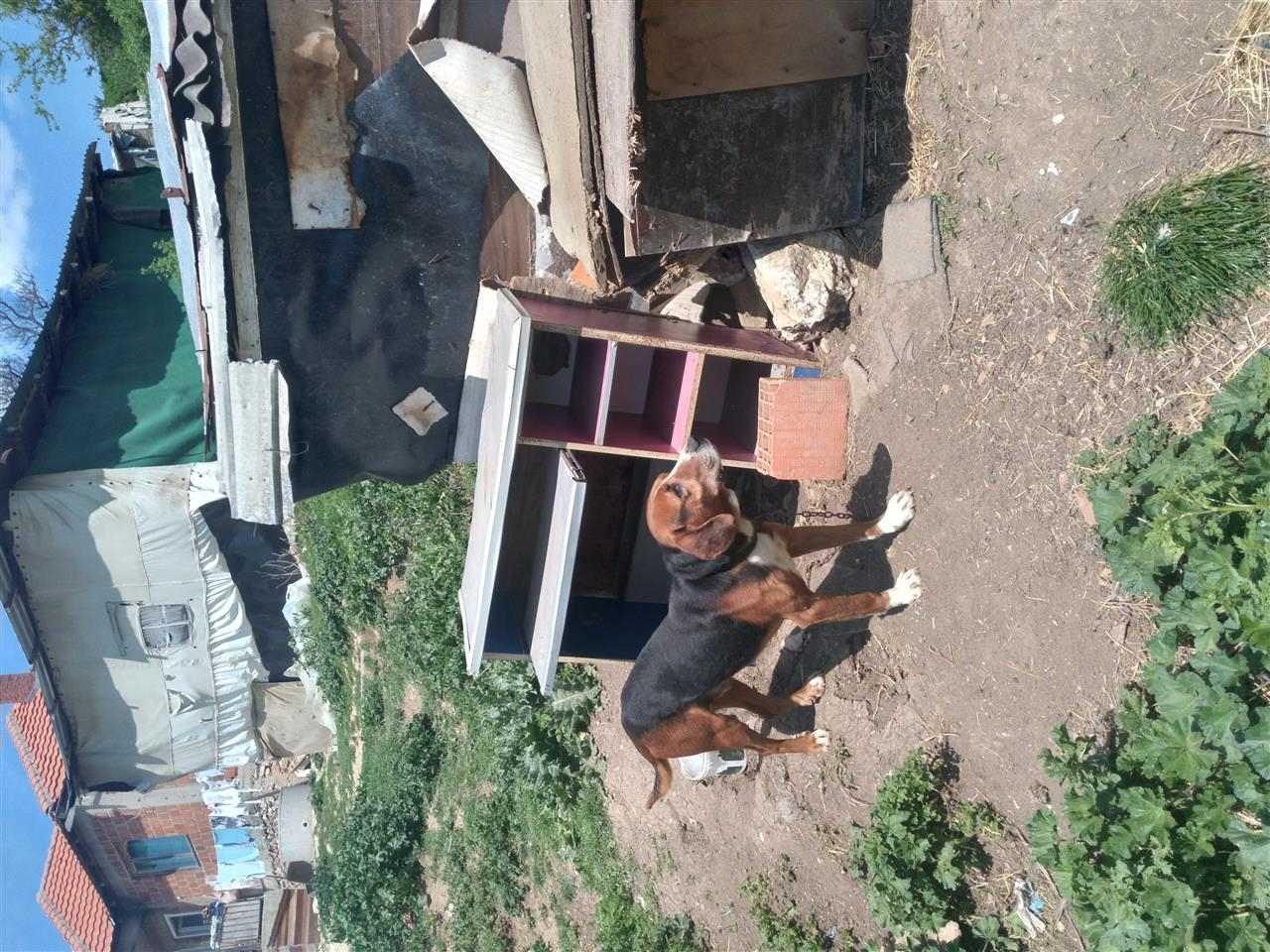 Zagari-