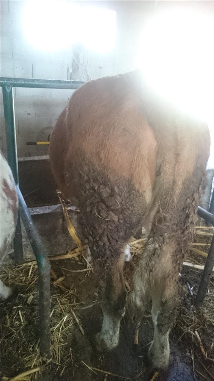 Shes-meshtjerren-