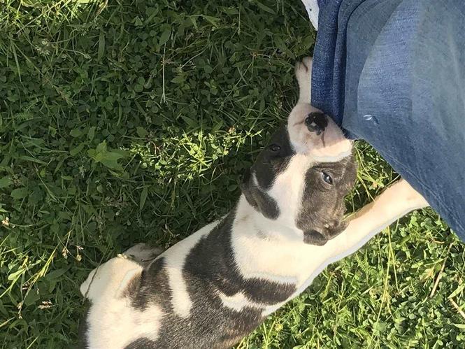 pitbulla 