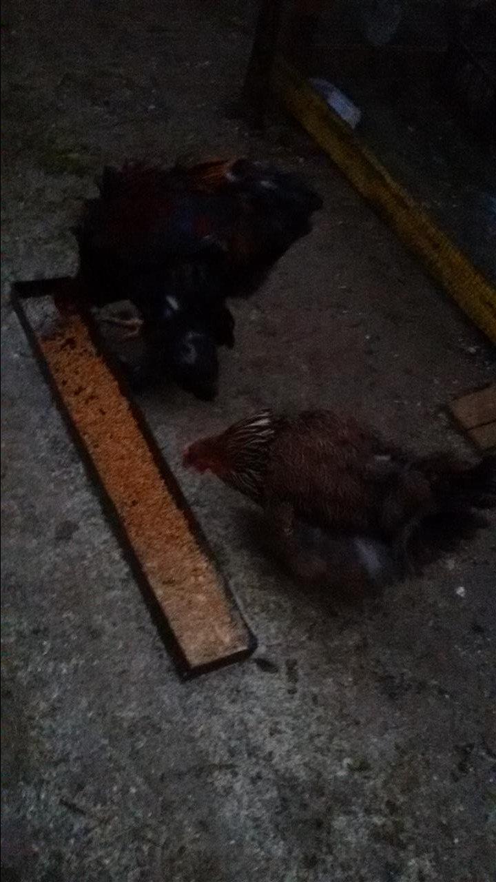 Brahma