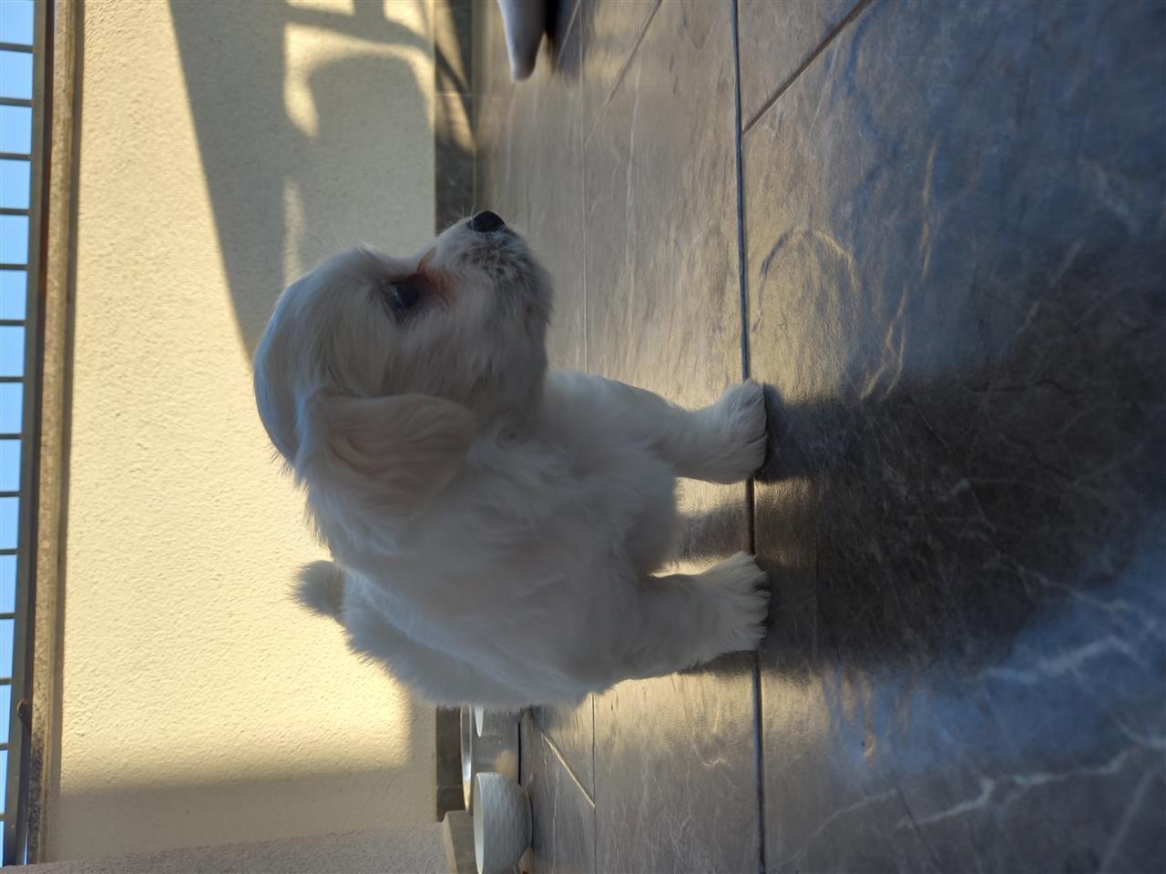 Maltezer