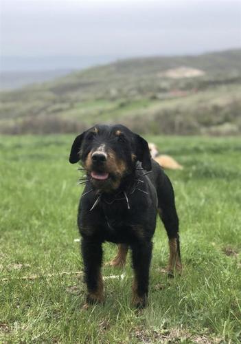 Terrier