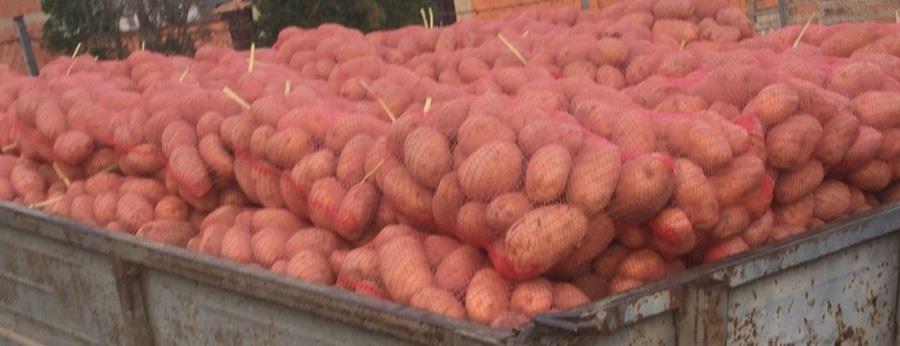 Patate