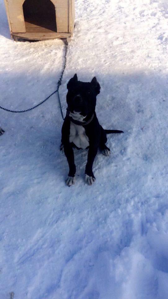 Pitbull