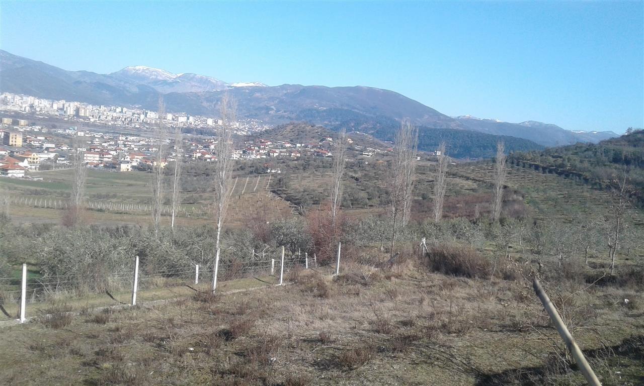 vaj-ulliri---elbasan