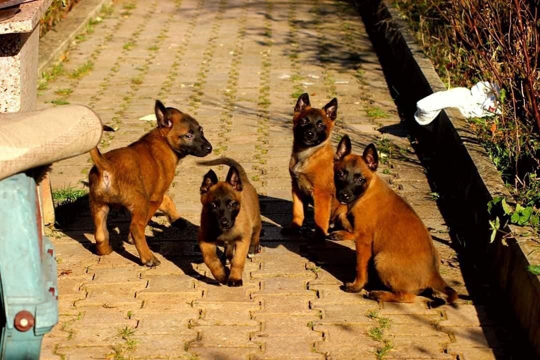 Malinois-belg