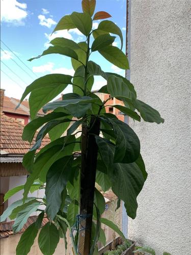 Avokado