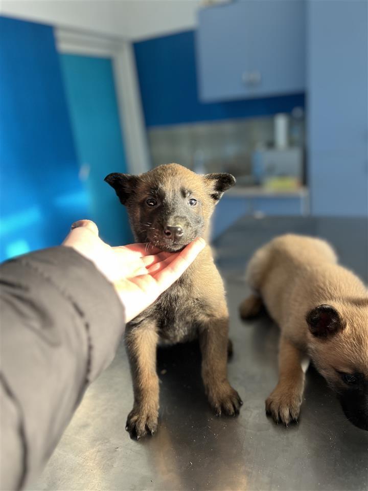 Belg-malinois