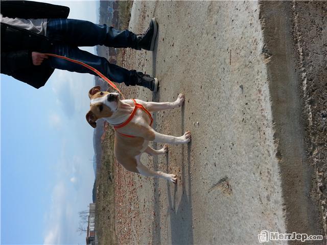 Ptbull