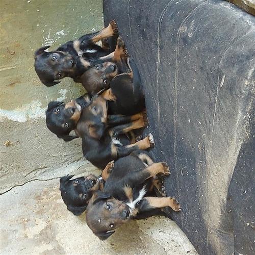 Terrier