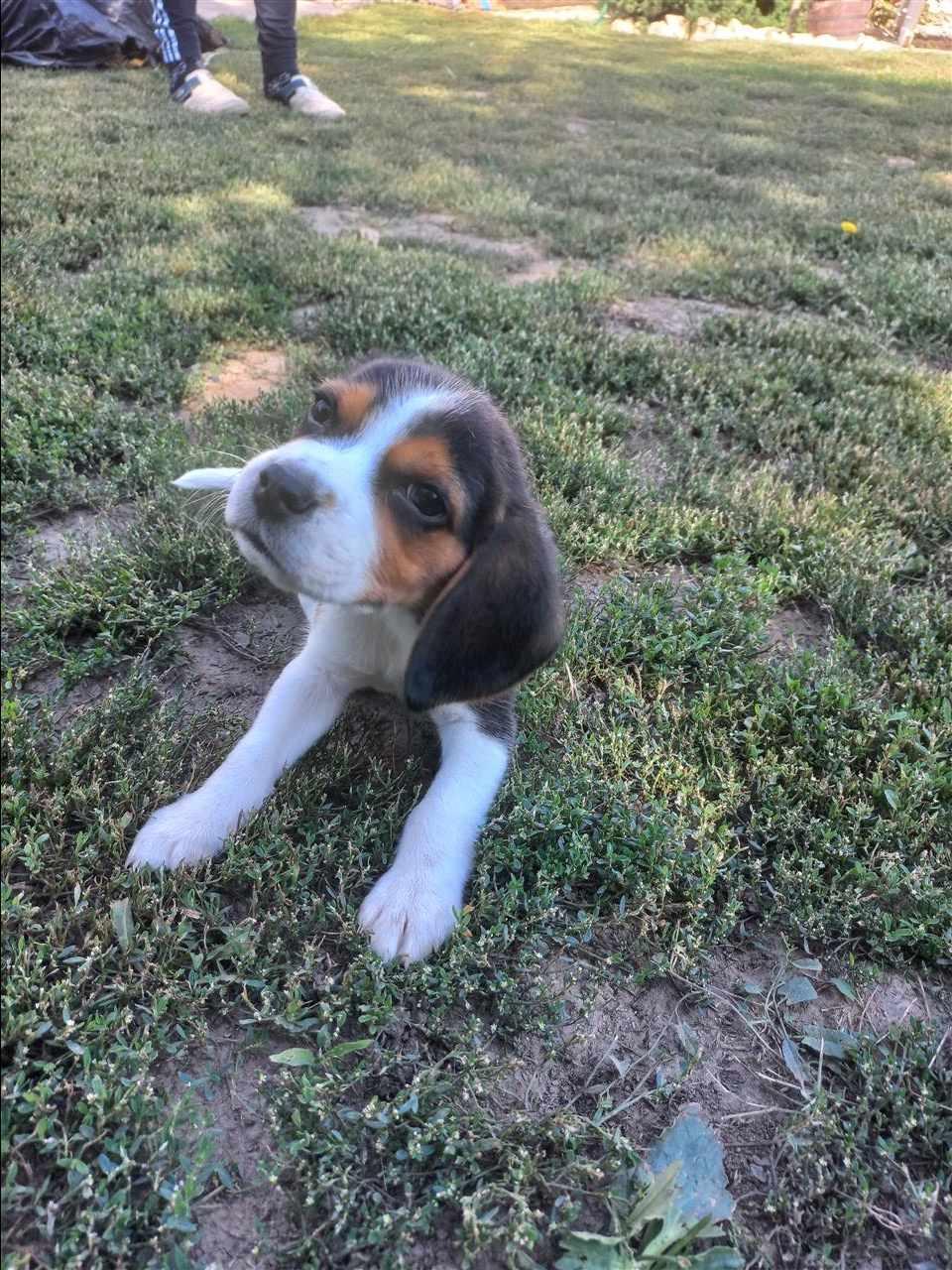 Beagle